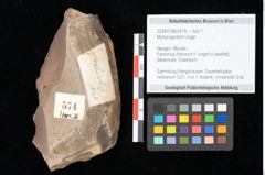 Foto (Objekt + Etikett) von Myrica lignitum Unger (NHMW-GEO-2024-0188-0574)